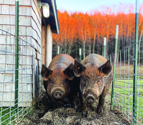 Do Pigs Get Cold? How to Overwinter Your Pigs Grit